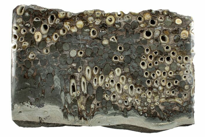 Polished Fossil Teredo (Shipworm Bored) Wood - England #279344